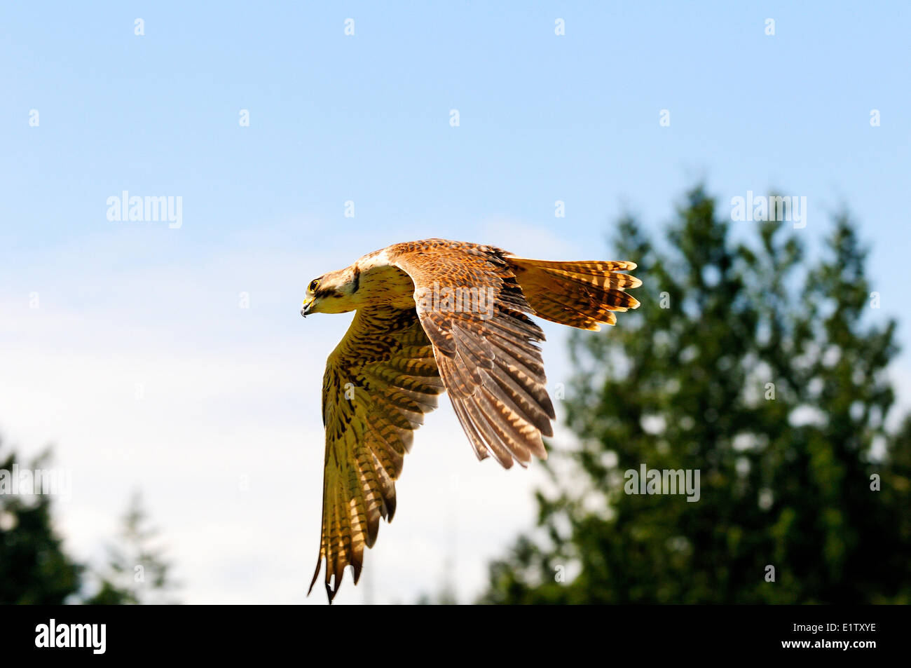 A male Saker Falcon in flight in Cobble Hill BC.  'Arrow' is one the birds prey at the Raptors in Duncan BC.  He was on display Stock Photo