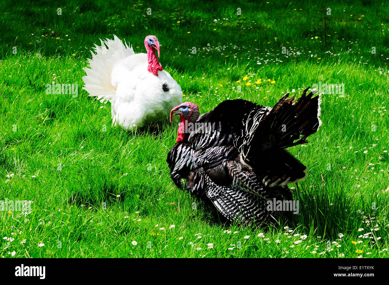 A male Ridley Bronze turkey a male Beltsville Whites turkey free ranging in a field Vancouver Island British Columbia Canada Stock Photo
