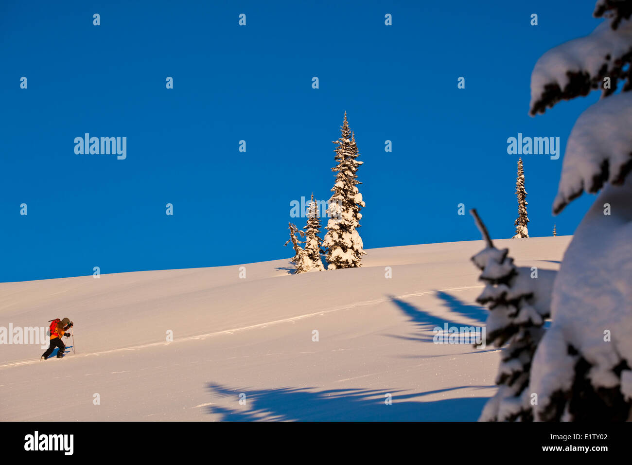 A man ski touring at sunrise.  Sol Mountain, Monashee Backcountry, Revelstoke, BC Stock Photo