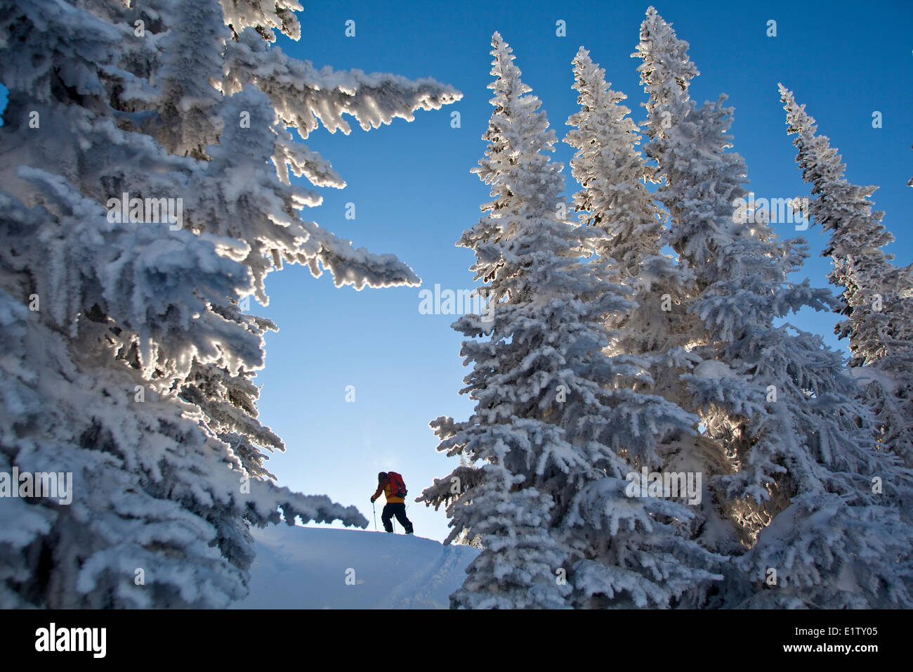 A man ski touring at sunrise.  Sol Mountain, Monashee Backcountry, Revelstoke, BC Stock Photo
