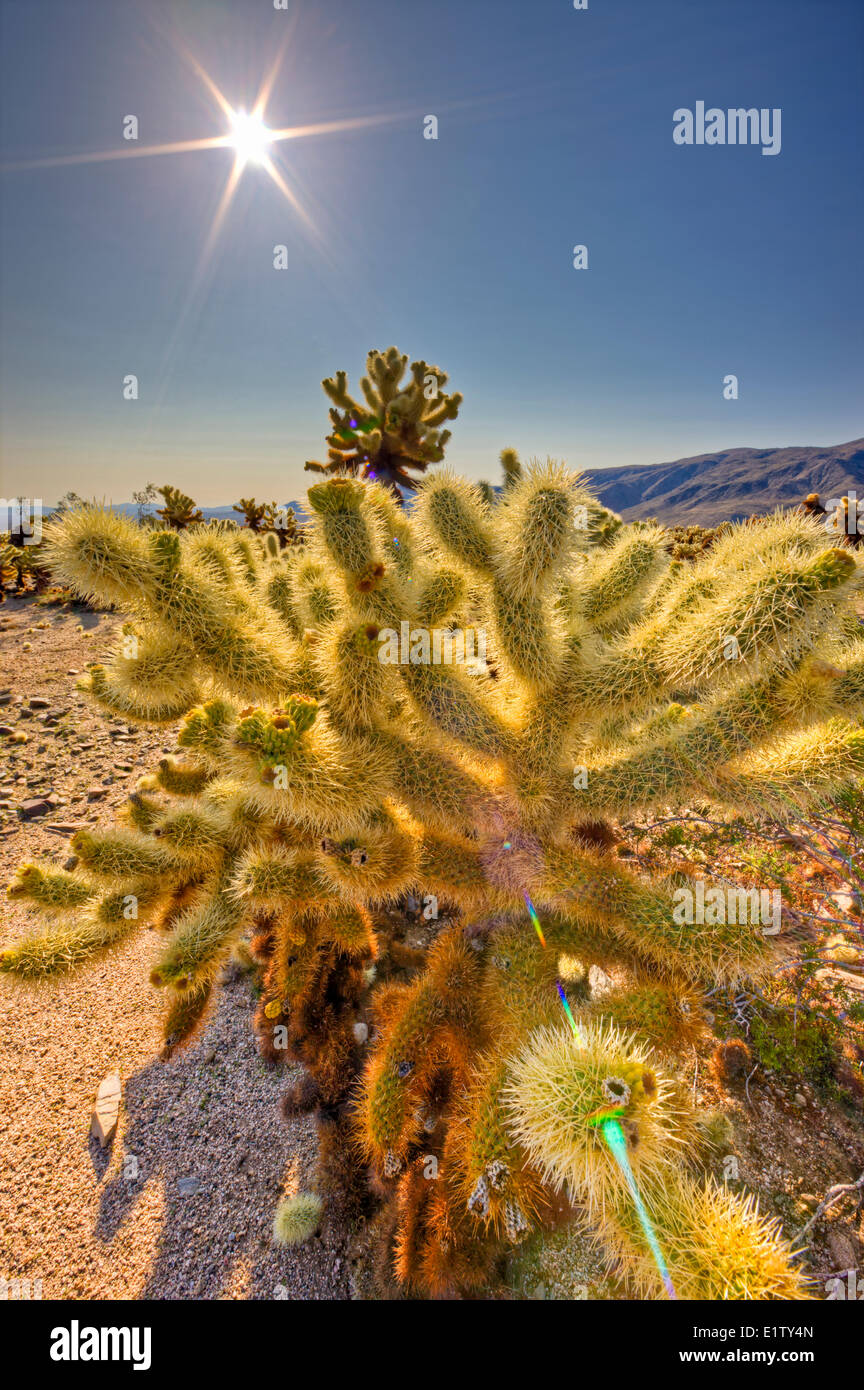 Cholla Cactus Garden, Cylindropuntia fulgida, Joshua Tree National Park, Mojave desert, California, USA Stock Photo