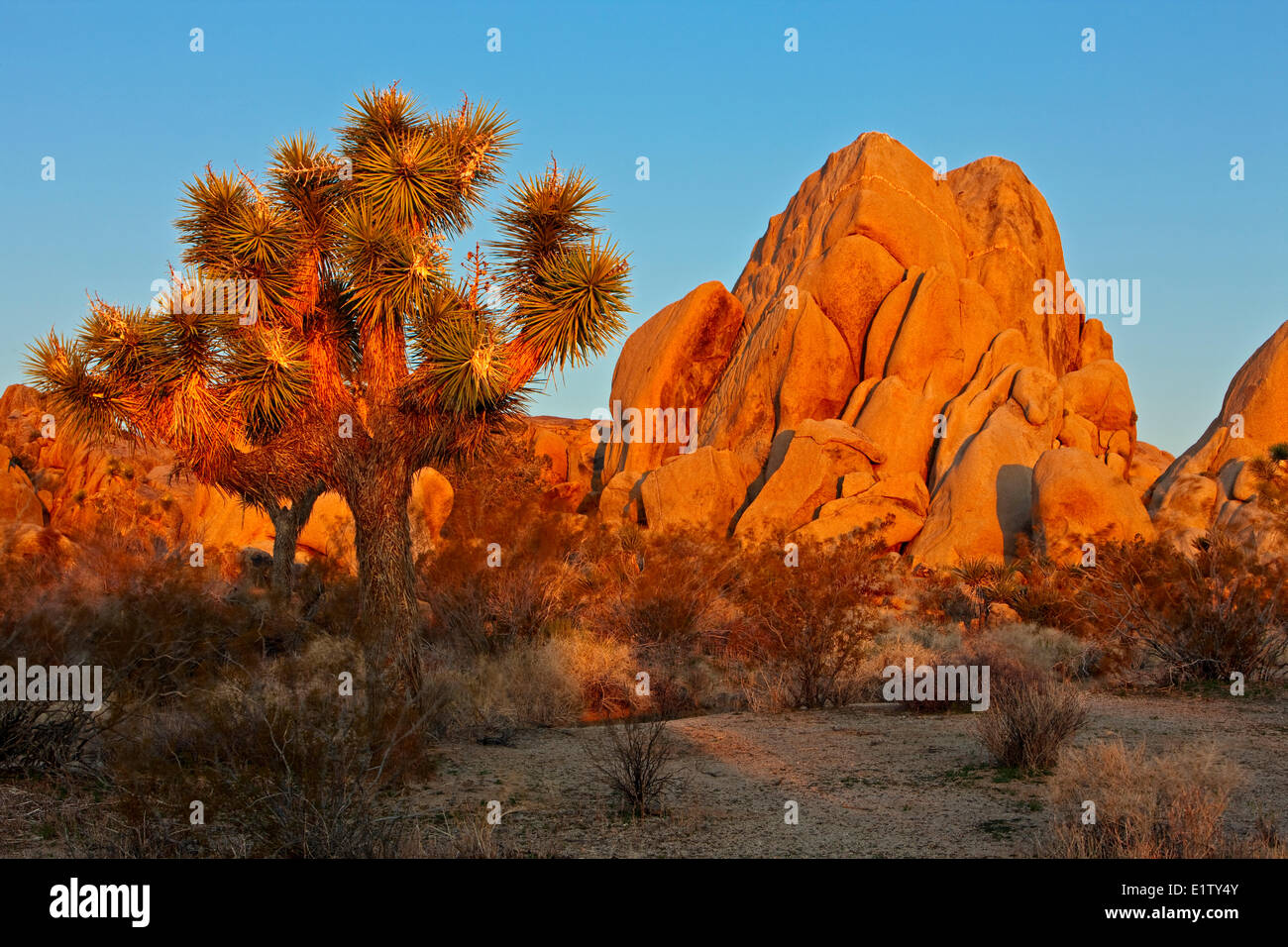 Joshua Tree, Joshua Tree National Park, Mojave desert, California, USA
