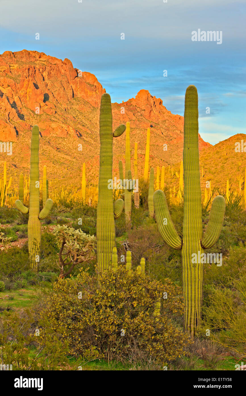 Ajo Range mountains, Saguaro Cactuses, spring, Organ Pipe National Monument, Arizona, USA Stock Photo