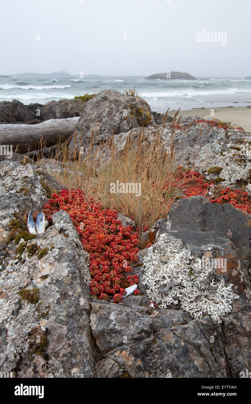 Red wild native plants vegetation grows on the rocks at the Radar Beaches in Pacific Rim National Park near Tofino British Stock Photo