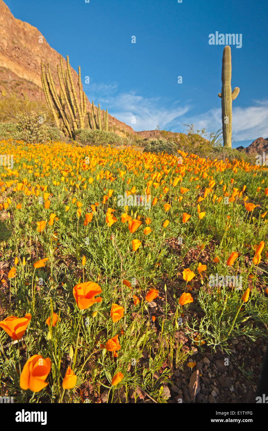 Ajo Range Mountains, Mexican gold poppy, Eschscholzia mexicana, Papaveraceae, Organ Pipe National Monument, Arizona, USA Stock Photo