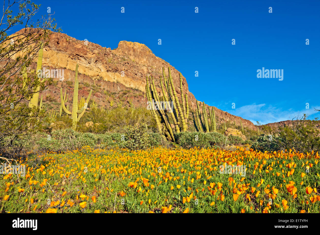 Ajo Range Mountains, Mexican gold poppy, Eschscholzia mexicana, Papaveraceae, Organ Pipe National Monument, Arizona, USA Stock Photo