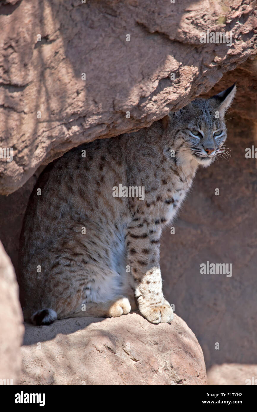 Lynx rufus, Arizona-Sonora Desert Museum, Tucson, Arizona, USA Stock Photo
