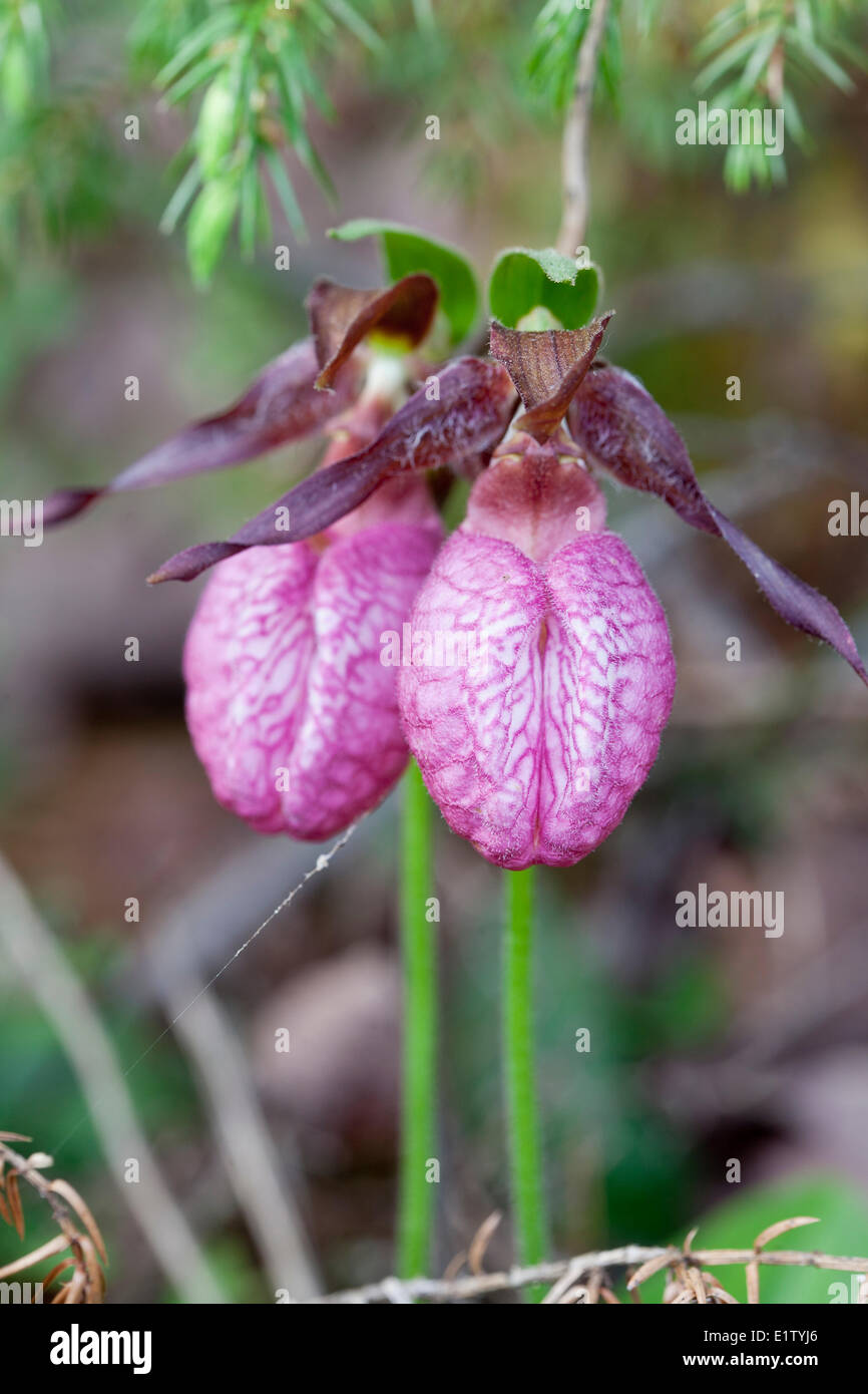 Pink Lady's Slippers (Cypripedium acaule) a wild native orchid in Killarney Provincial Park, Ontario, Canada Stock Photo