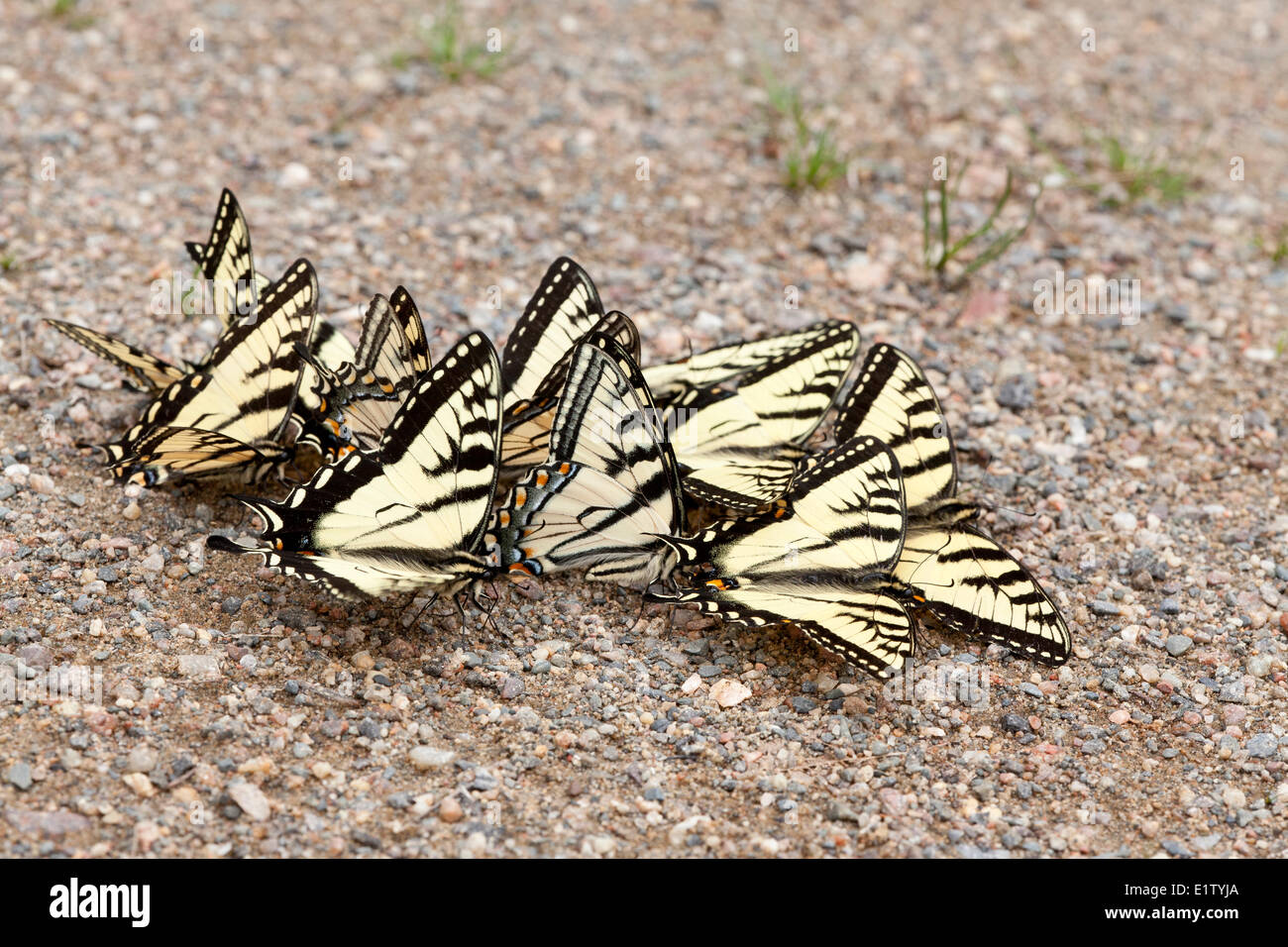 Canadian Tiger Swallowtails, Papilio canadensis, gathering salts and minerals Killarney Provincial Park, Ontario, Canada Stock Photo