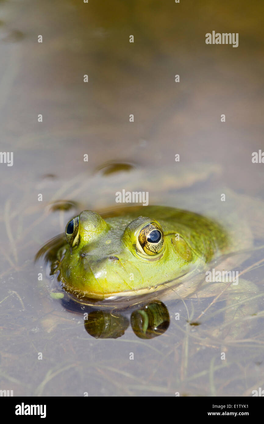 Male Bullfrog (Rana catesbeiana), Killarney Provincial Park, Ontario Stock Photo