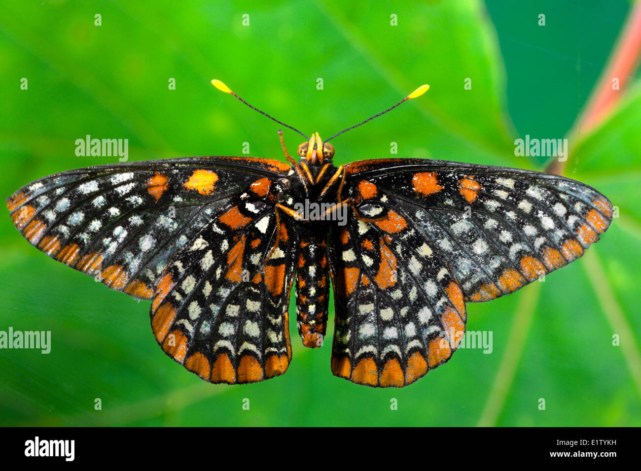 Baltimore Checkerspot Butterfly, (Euphydryas phaeton), Ventral view Stock Photo