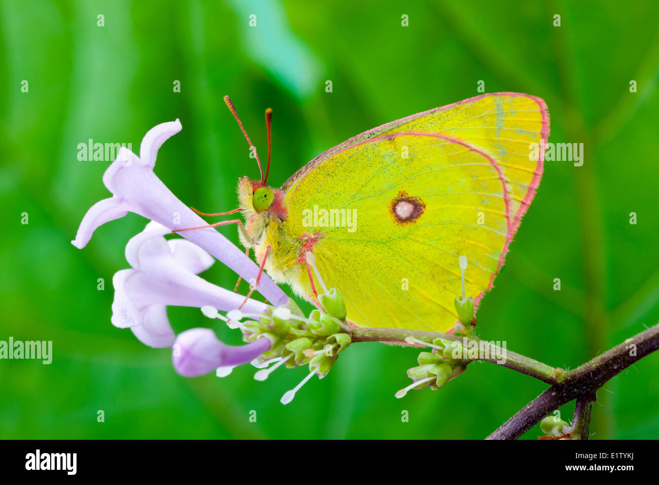 Pink-edged Sulphur Butterfly, (Colias interior), ventral view Stock Photo