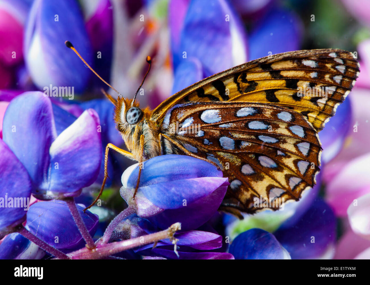 Atlantis Fritillary Butterfly, (Speyeria atlantis), Ventral View Stock Photo