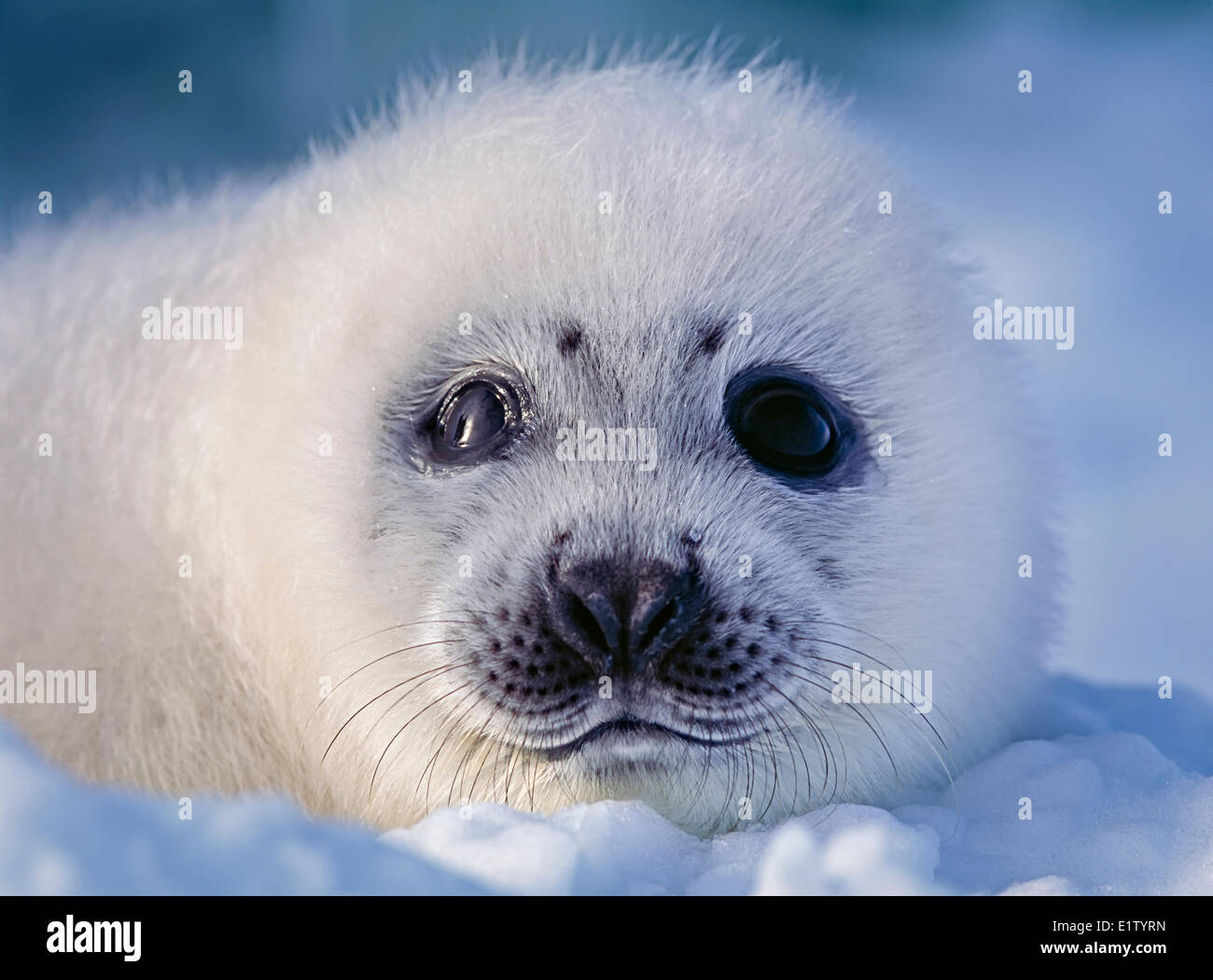 Wild harp seal pup (saddleback seal Pagophilus groenlandicus) on the ice the Atlantic Ocean off the Labrador coast in Canada. Stock Photo