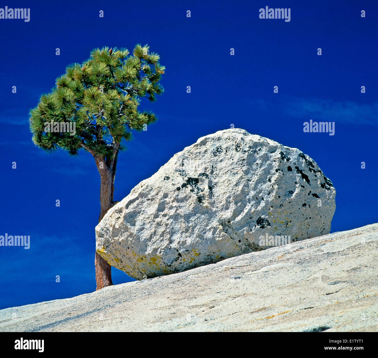 Granit boulder beside a tree in Yosemite National Park, California, USA. Stock Photo