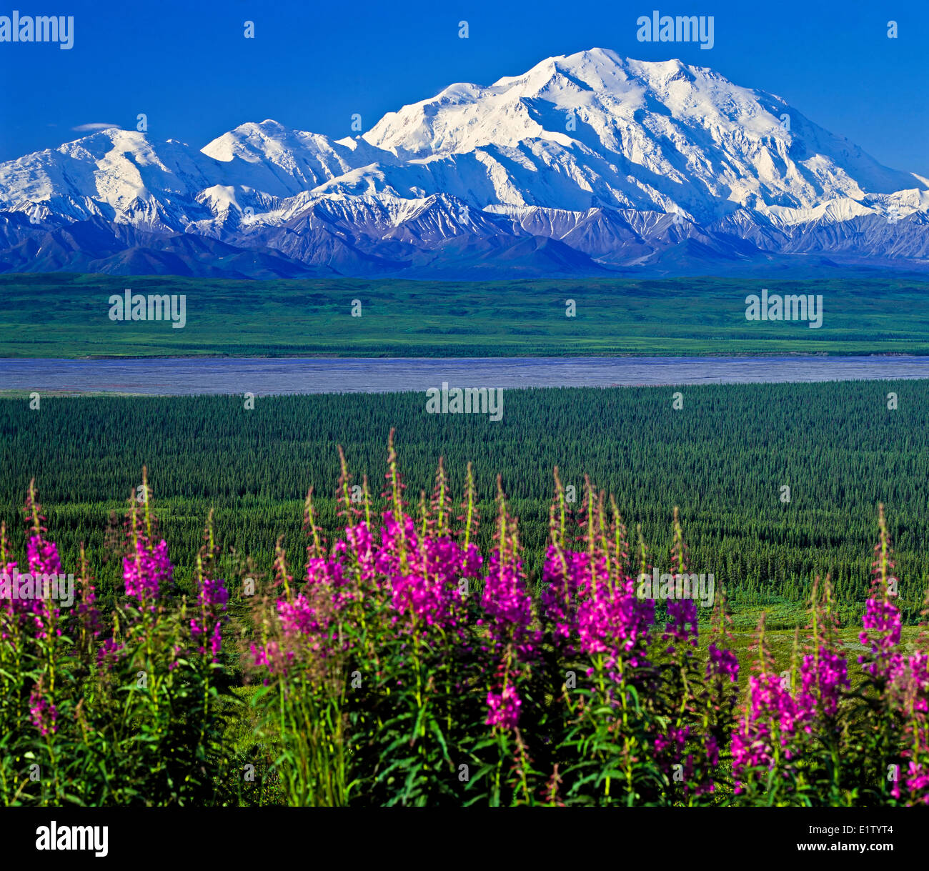 Mount McKinley (Denali) on a clear blue sky day with fireweed in the foreground overlooking a glacier river bed in early summer Stock Photo