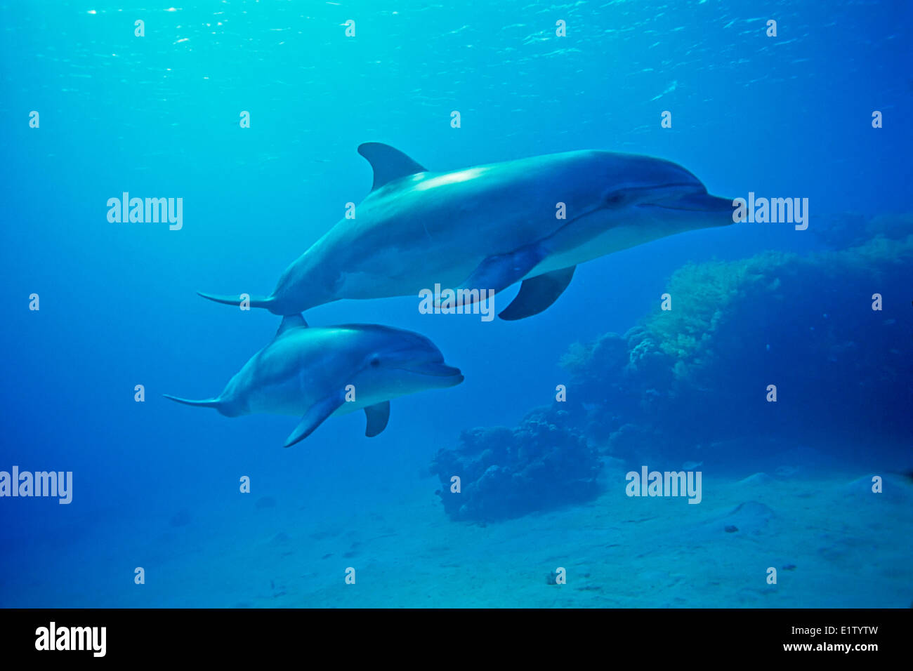 Bottlenose Dolphins, underwater, Red Sea, Israel Stock Photo