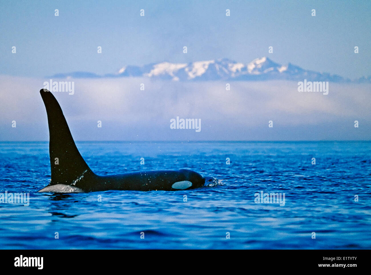 Large male killer whale (orca Orcinus orca) in Queen Charlotte Strait with snow capped British Columbia Coast Mountains in Stock Photo