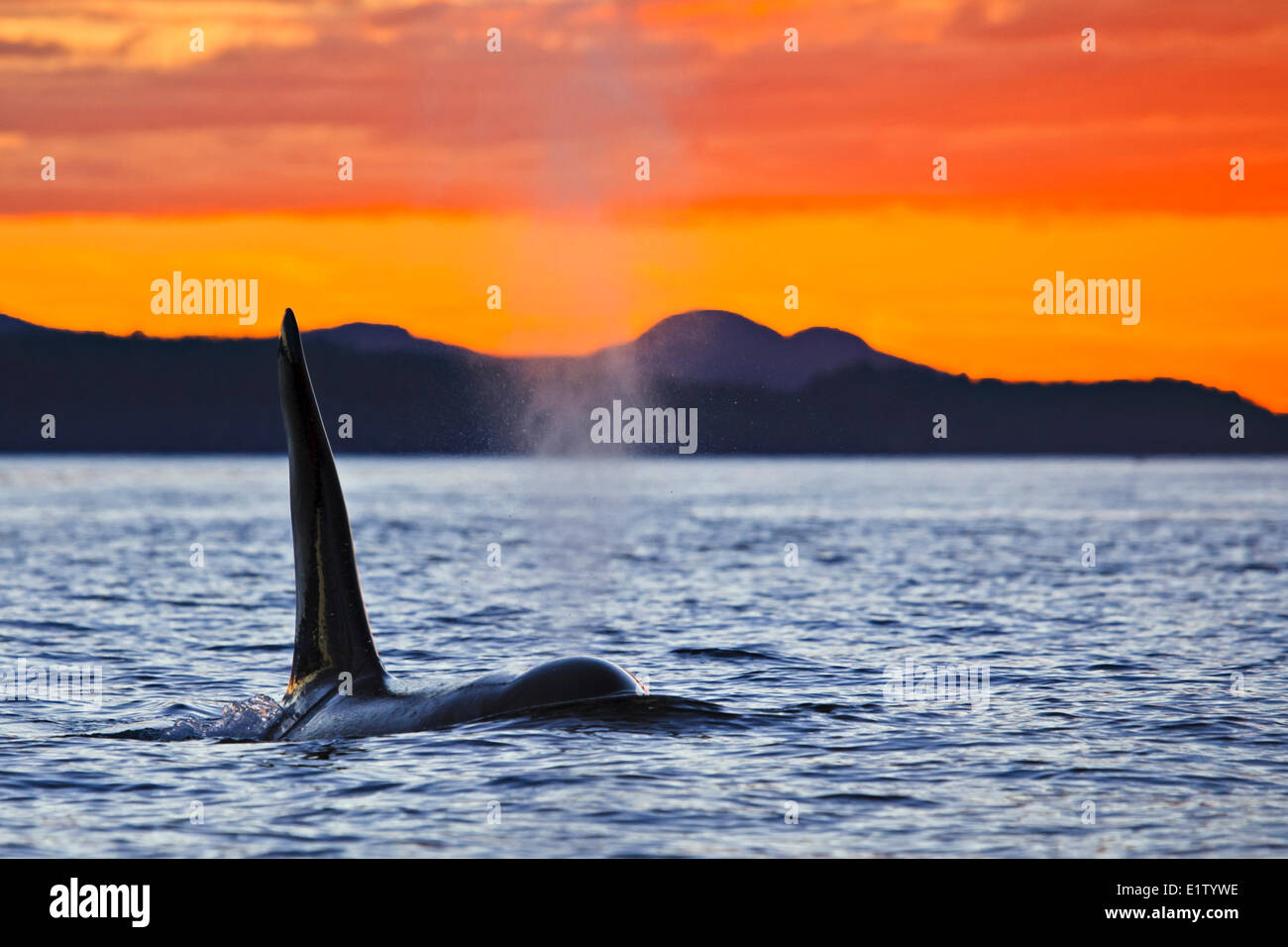 Orca Whale male in Waynton Pass during sunset Killer Whales off Northern Vancouver Island British Columbia Canada Orcas at Stock Photo