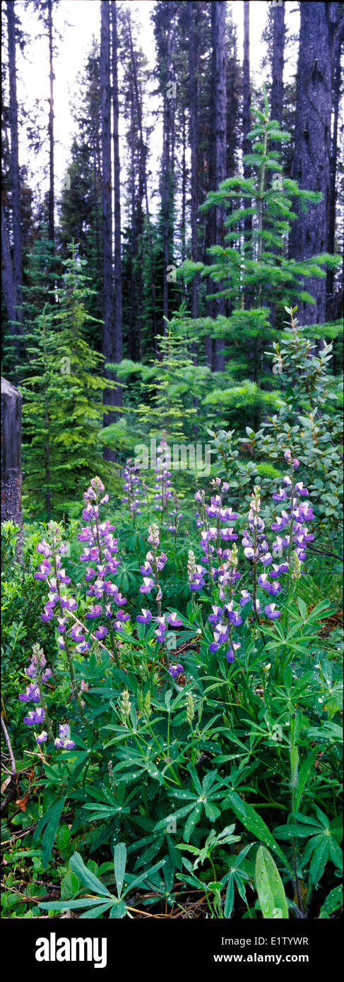 arctic lupine Lupinus arcticus in open lodgepole pine Pinus contorta forest after infestation by mountain pine beetle Stock Photo