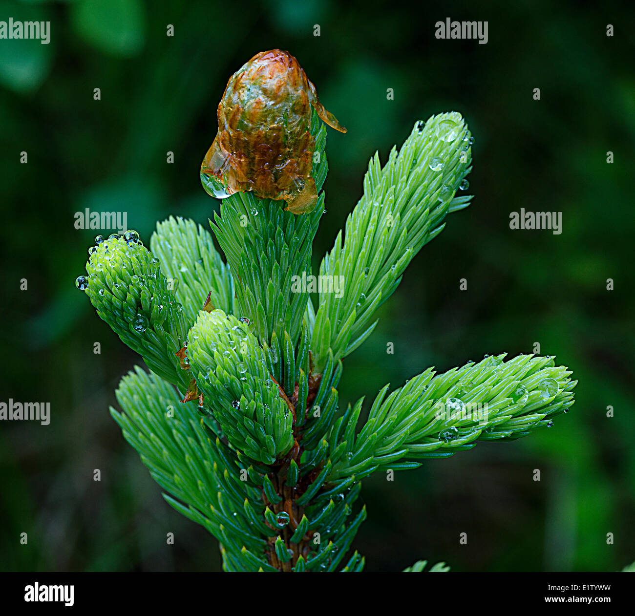 bud opening new shoot growth white spruce Picea glauca white spruce Picea glauca lodgepole pine PInus contorta forest east Stock Photo