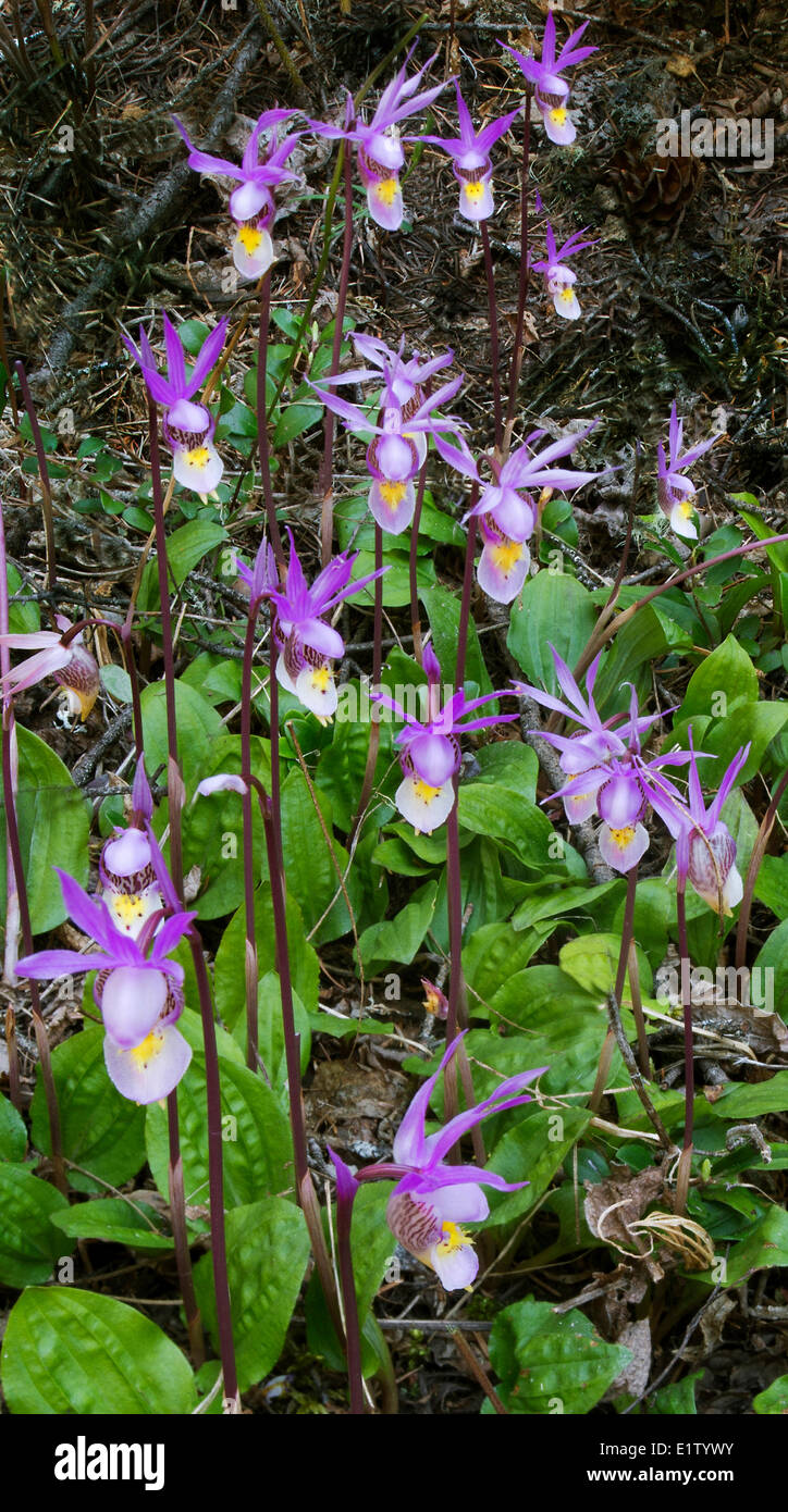 Native orchid Fairy slipper Calypso bulbosa in Douglas-fir  Pseudotsuga menziesii forest, Williams Lake, Cariboo , BC Stock Photo