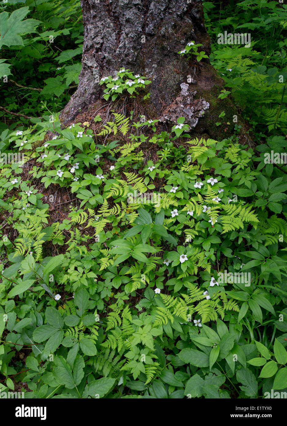 forest floor oak fern Gymnocarpium dryopteris  bunchberry Cornus canadensis twistedstalk Streptopus sp.in western redcedar Stock Photo