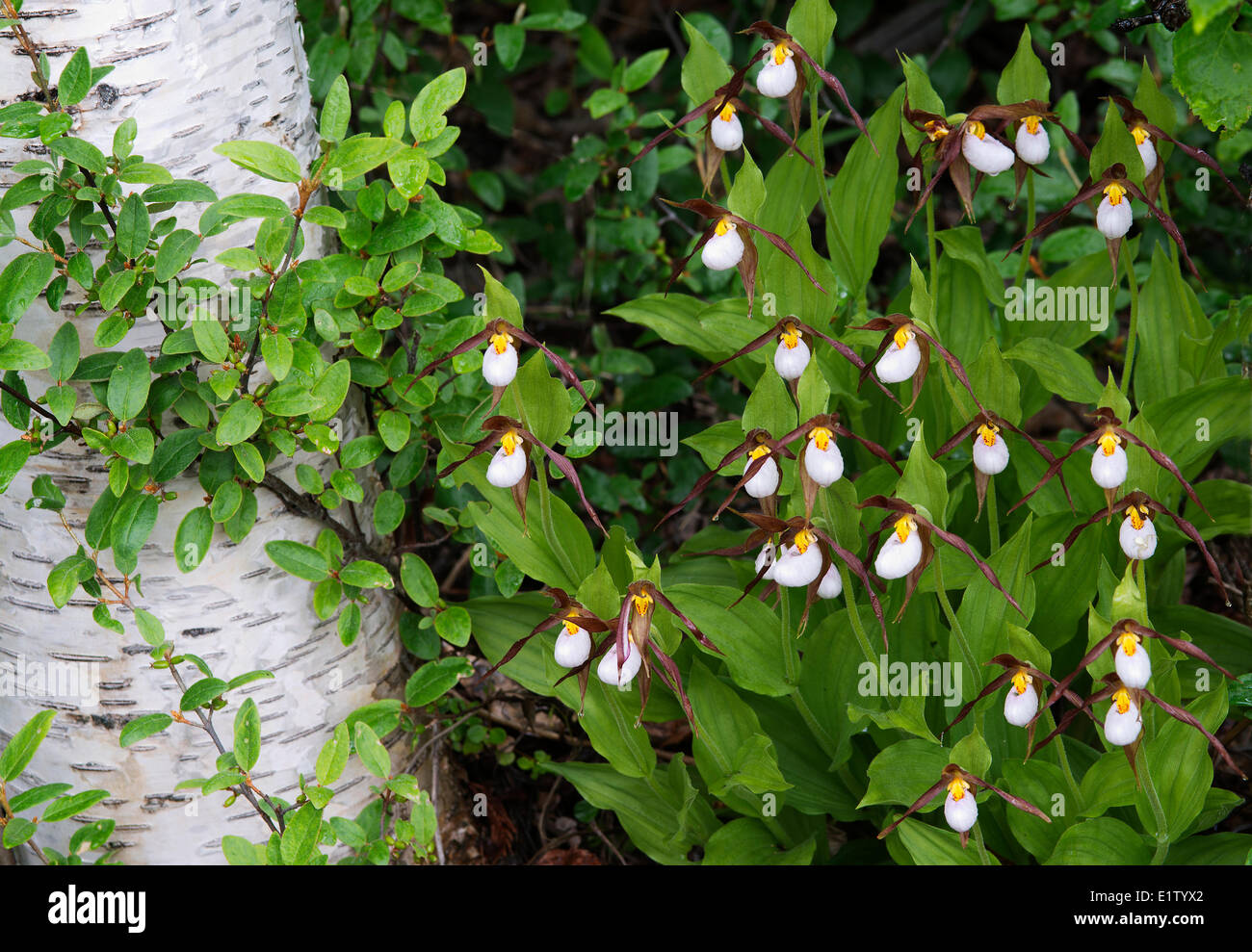 Mountain ladyslipper Cypripedium montanum orchid paper birch Betula papyrifera shore Quesnel Lake Cariboo British Columbia Stock Photo