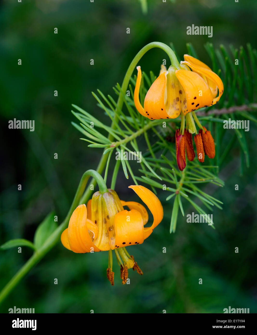 tiger lily Lilium columbianum new shoot Douglas-fir Pseudotsuga menziesii  Douglas-fir white spruce Picea glauca forest 150 Stock Photo