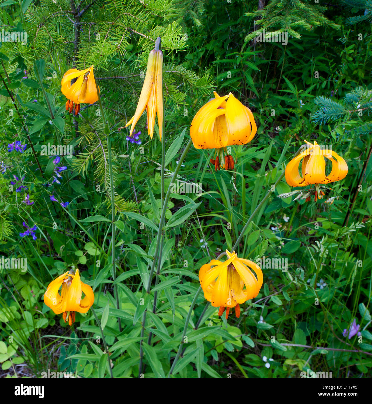 tiger lily Lillium columbianum vetch Vicia sp. in Douglas-fir Pseudotsuga menziesii  - white spruce Picea glauca forest  150 Stock Photo