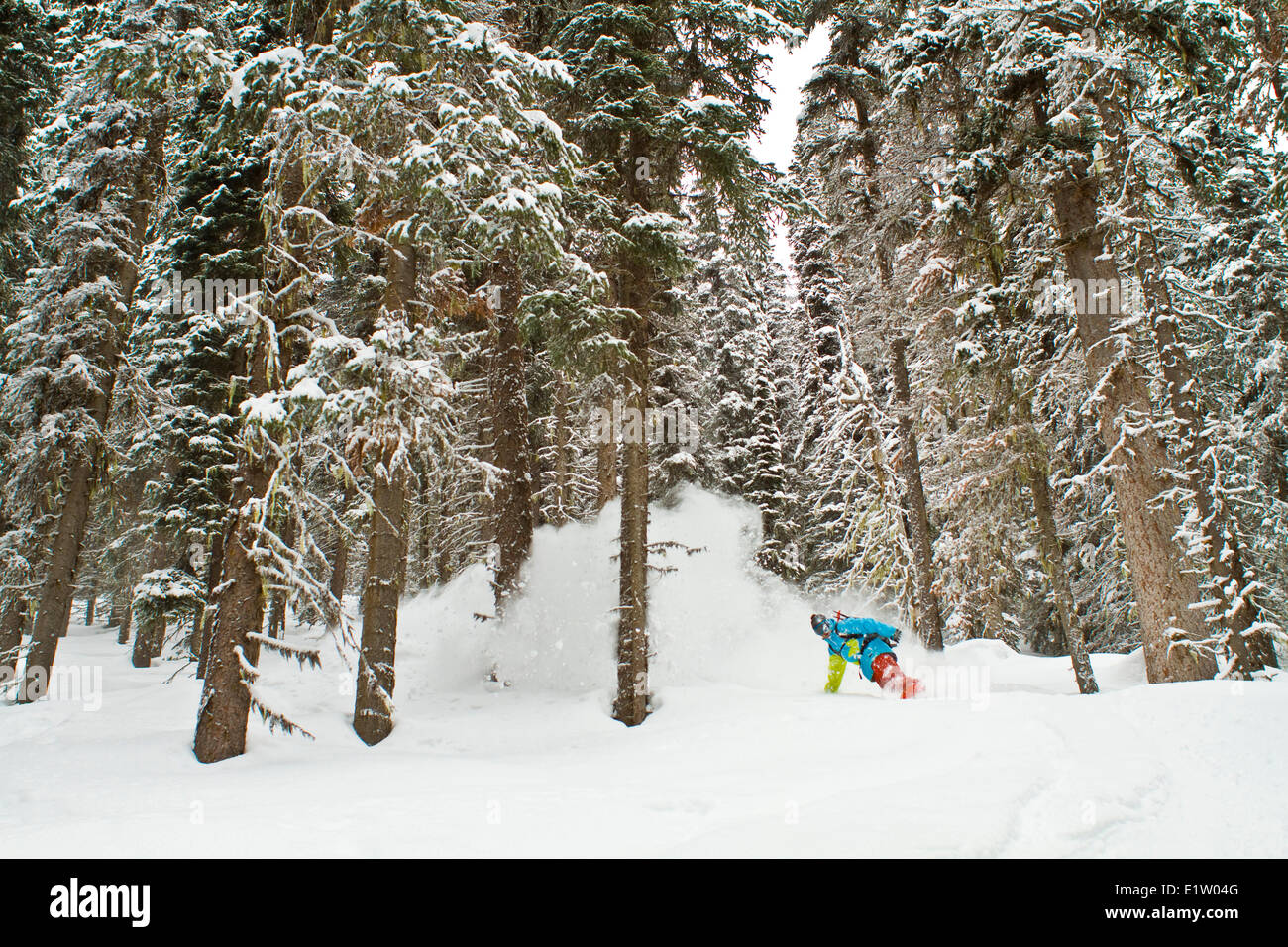 A male splitboarder rides through the trees at Icefall Lodge, Canadian ...