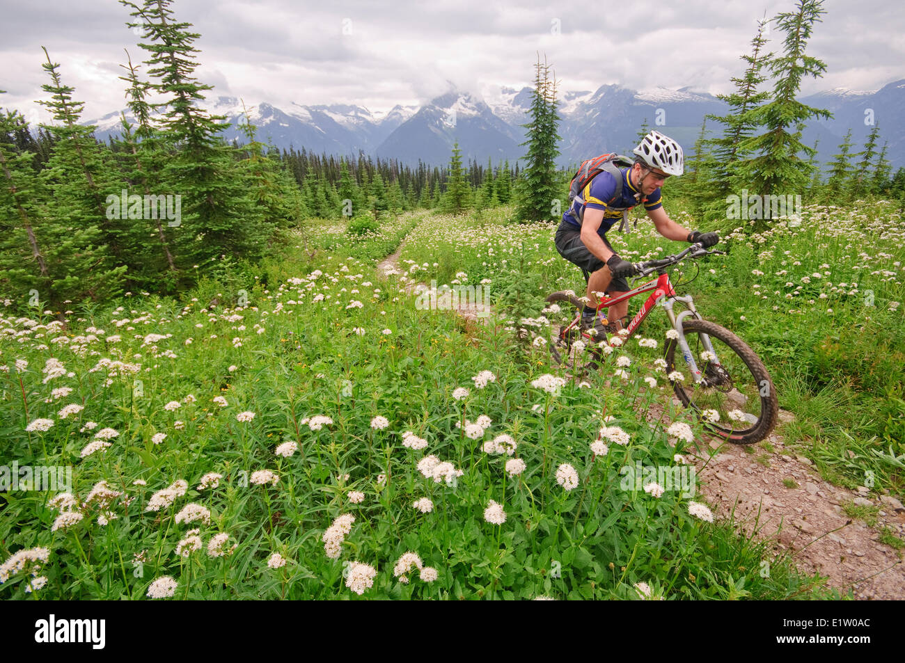 Mountain biking in Keystone-Standard Basin. Revelstoke. Kootenay Rockies region, British Columbia, Canada Stock Photo