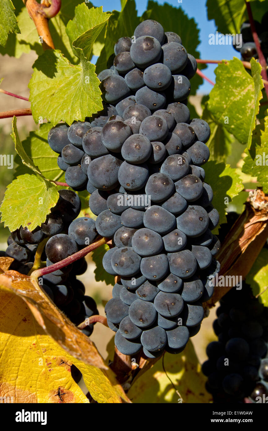 Ripe Pinot Noir grapes, Meyer Family Vineyards, Okanagan Falls, BC. Stock Photo