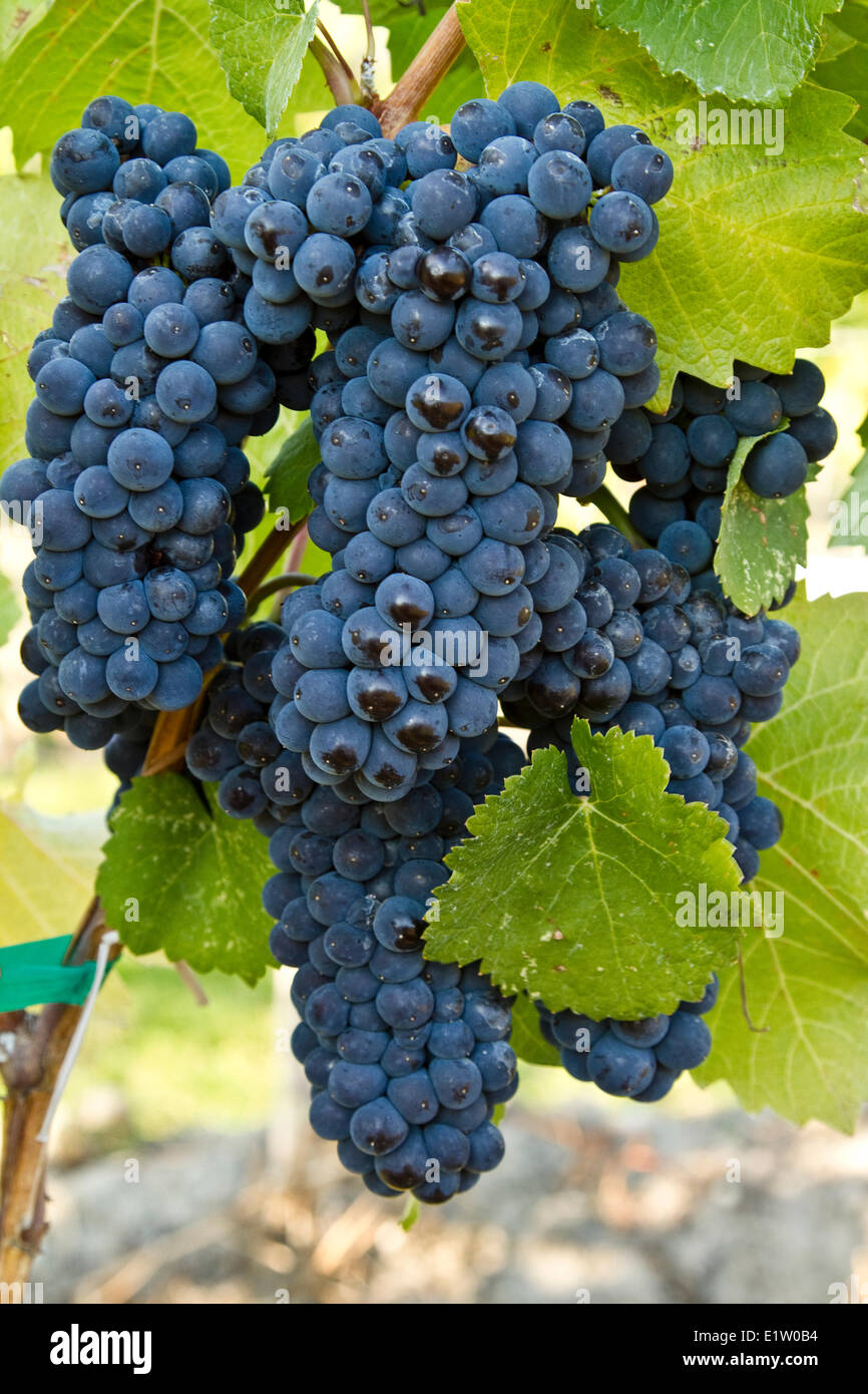 Ripe Pinot Noir grapes, Meyer Family Vineyards, Okanagan Falls, BC. Stock Photo