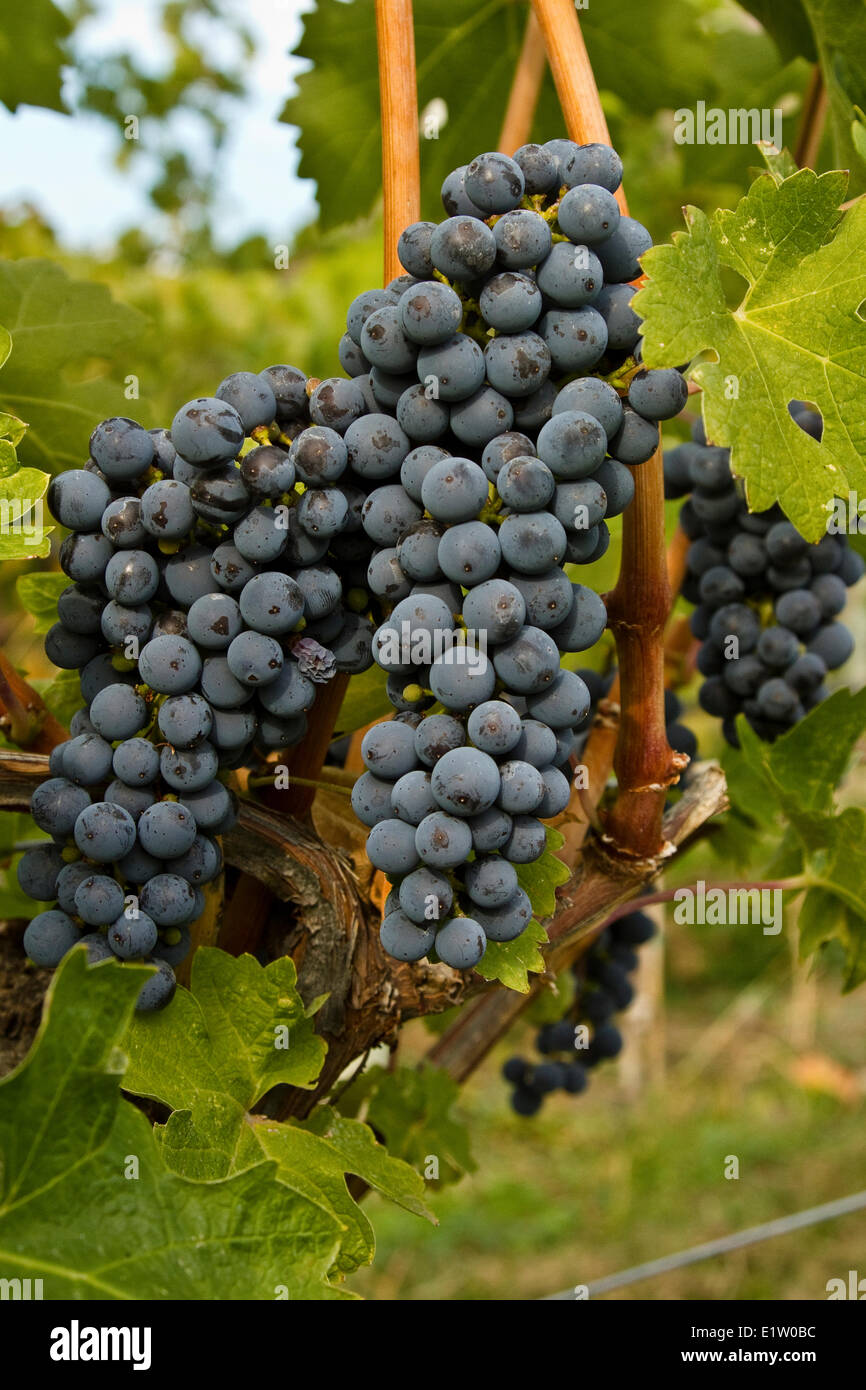 Ripe Merlot grapes, Meyer Family Vineyards, Okanagan Falls, BC, Canada. Stock Photo