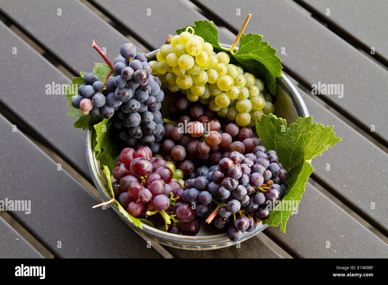 Ripe Gewurtztraminer, Pinot Noir, Merlot and Chardonnay grapes, Meyer Family Vineyards, Okanagan Falls, BC, Canada.. Stock Photo