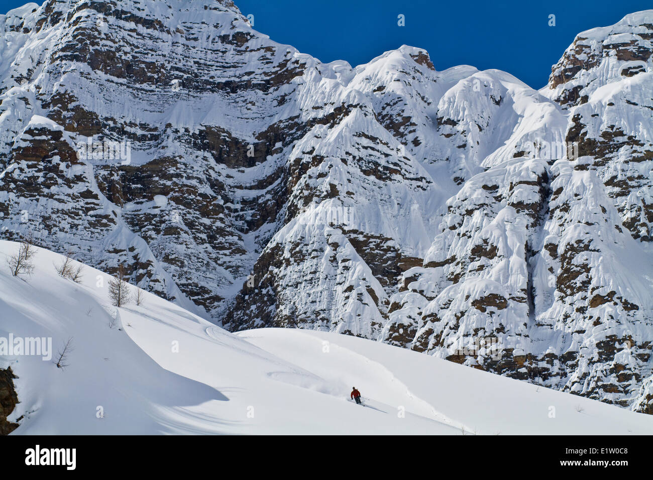 A male backcountry skier on tele skis find deep powder on a bluebird day. Mt. Bell, Banff National Park, AB Stock Photo
