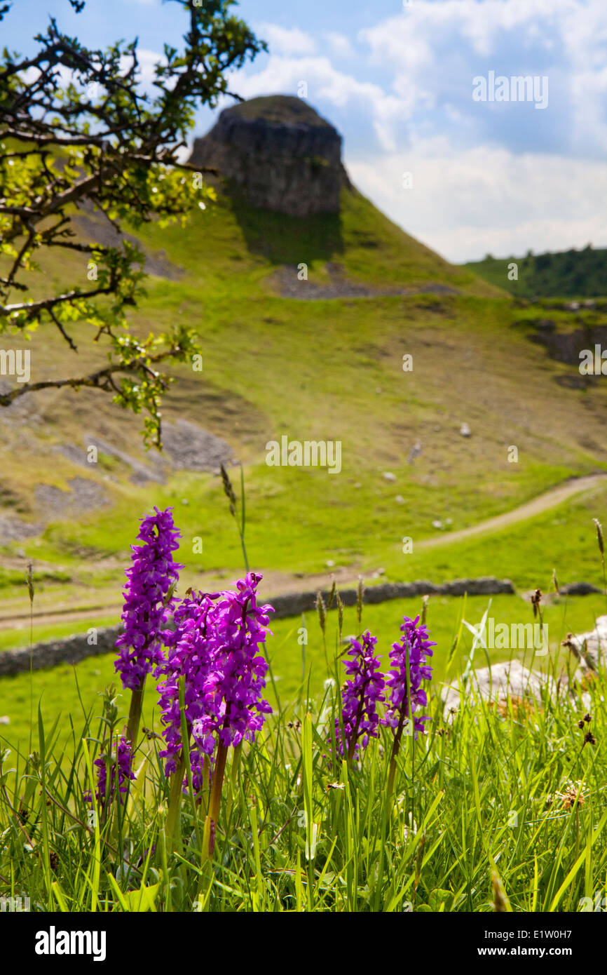 Early Purple Orchids in Cressbrook Dale, Peak District, Derbyshire, England UK Stock Photo