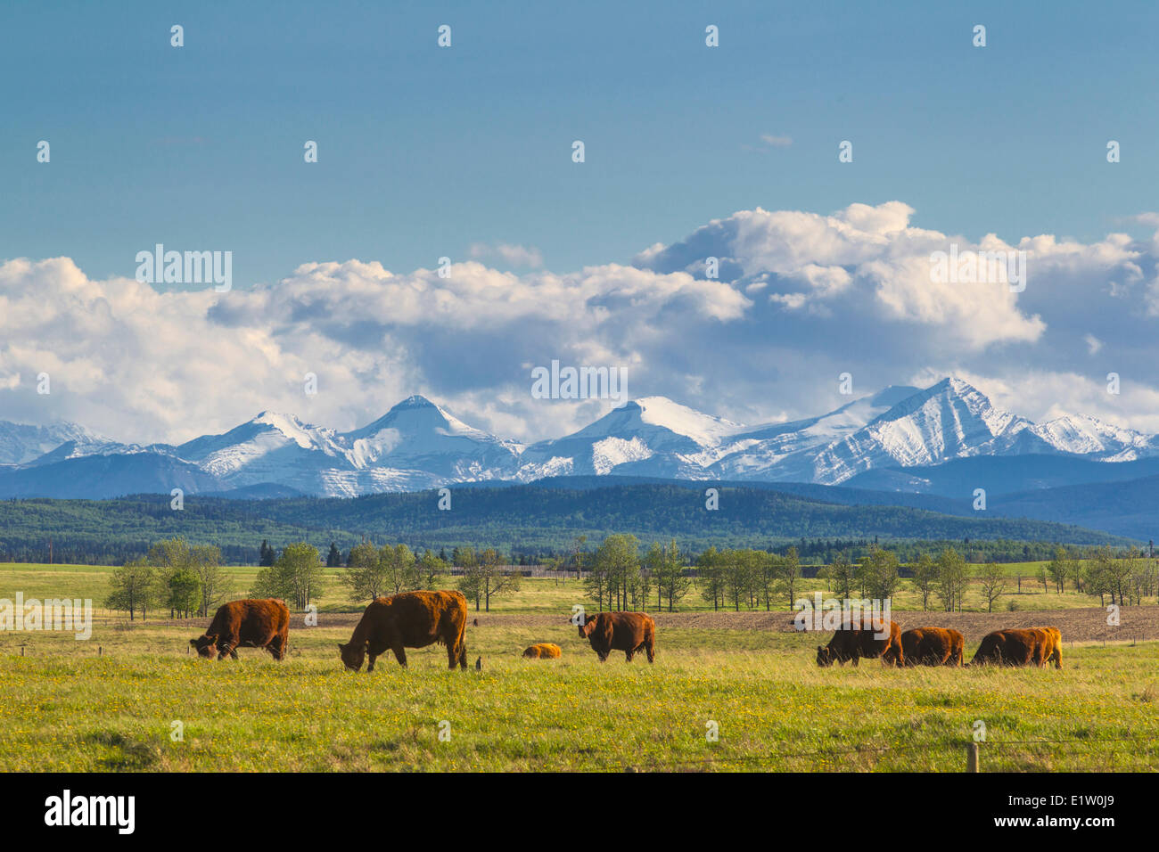View of  cattle grazing in front of Rocky Mountains from Foothills near Cochrane, Alberta, Canada Stock Photo