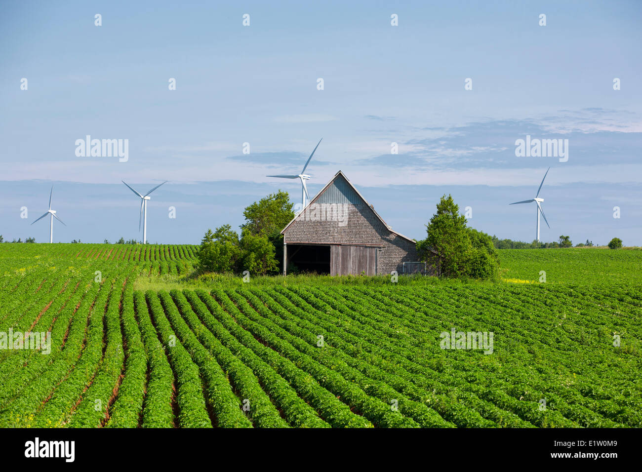 Wooden barn and wind turbines in potatoe field, O' Leary, Prince Edward Island, Canada Stock Photo