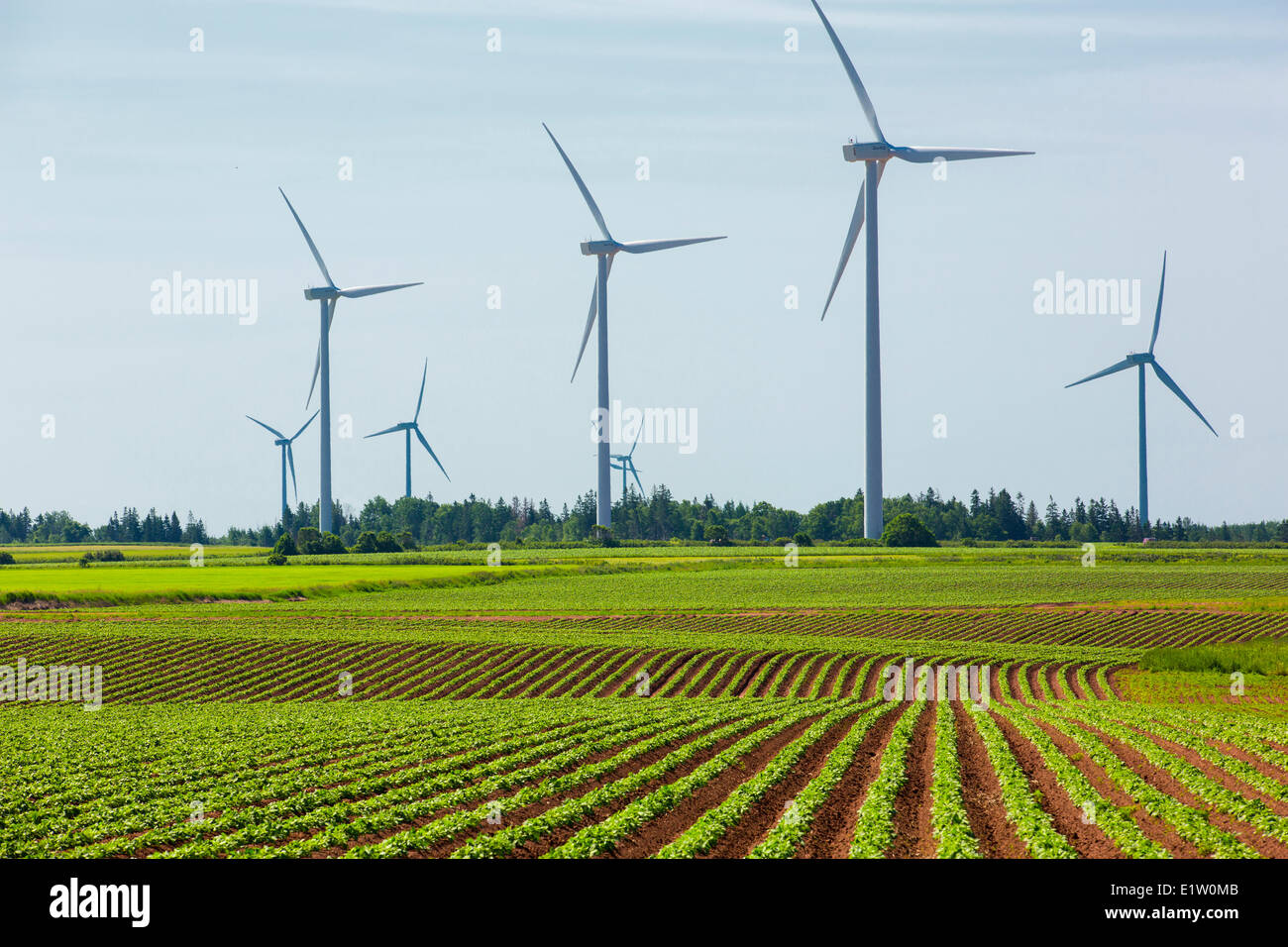 Wind turbines in potatoe field, West Cape, Prince Edward Island, Canada Stock Photo