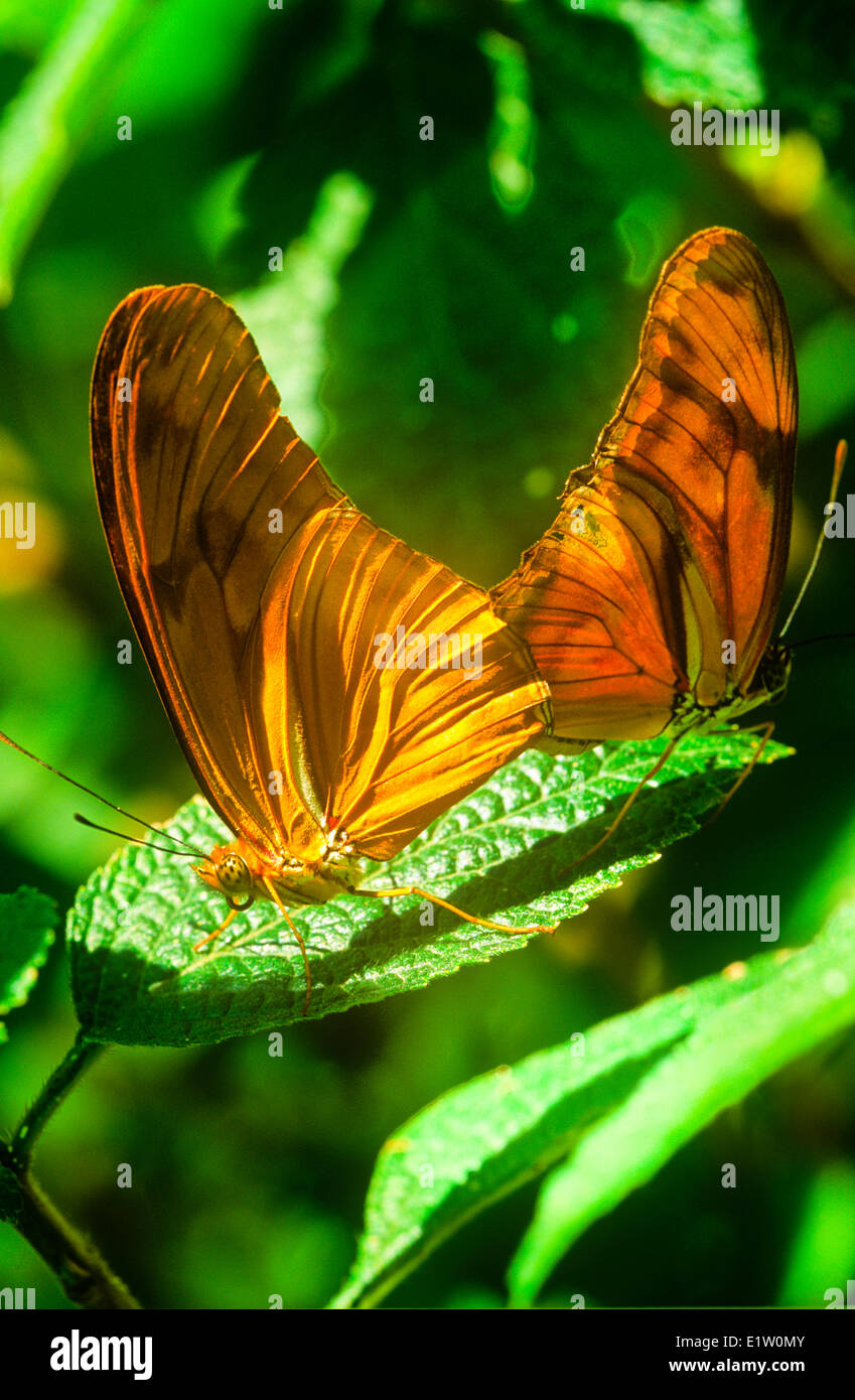 Julia Butterflies mating, (Dryas iulia) USA through neo-tropics Stock Photo
