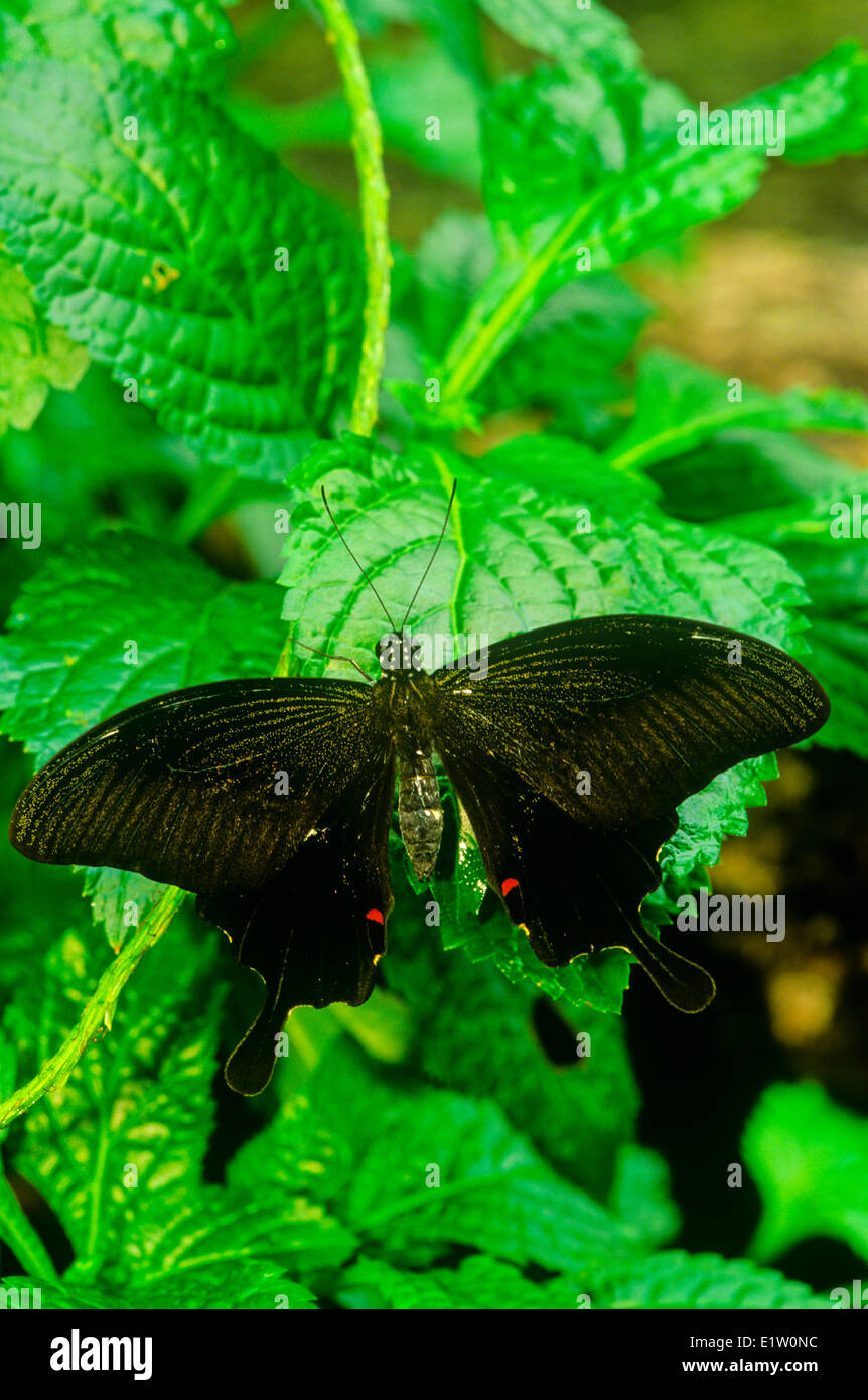 Red Helen butterfly (Papilio helenus), dorsal view, southern India and parts of Southeast Asia. Stock Photo