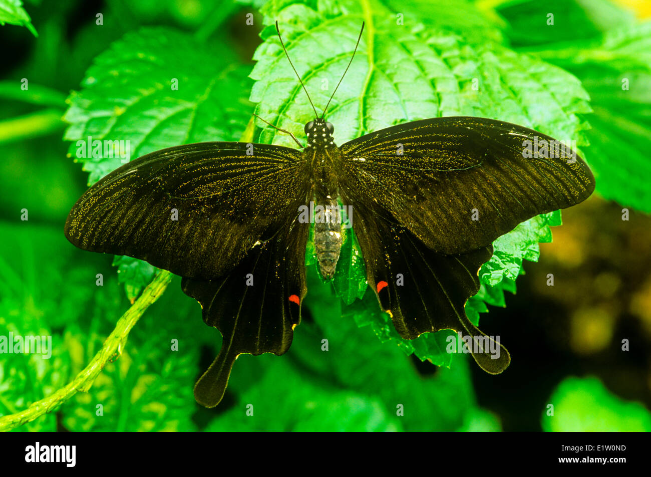 Red Helen butterfly (Papilio helenus), dorsal view, southern India and parts of Southeast Asia. Stock Photo