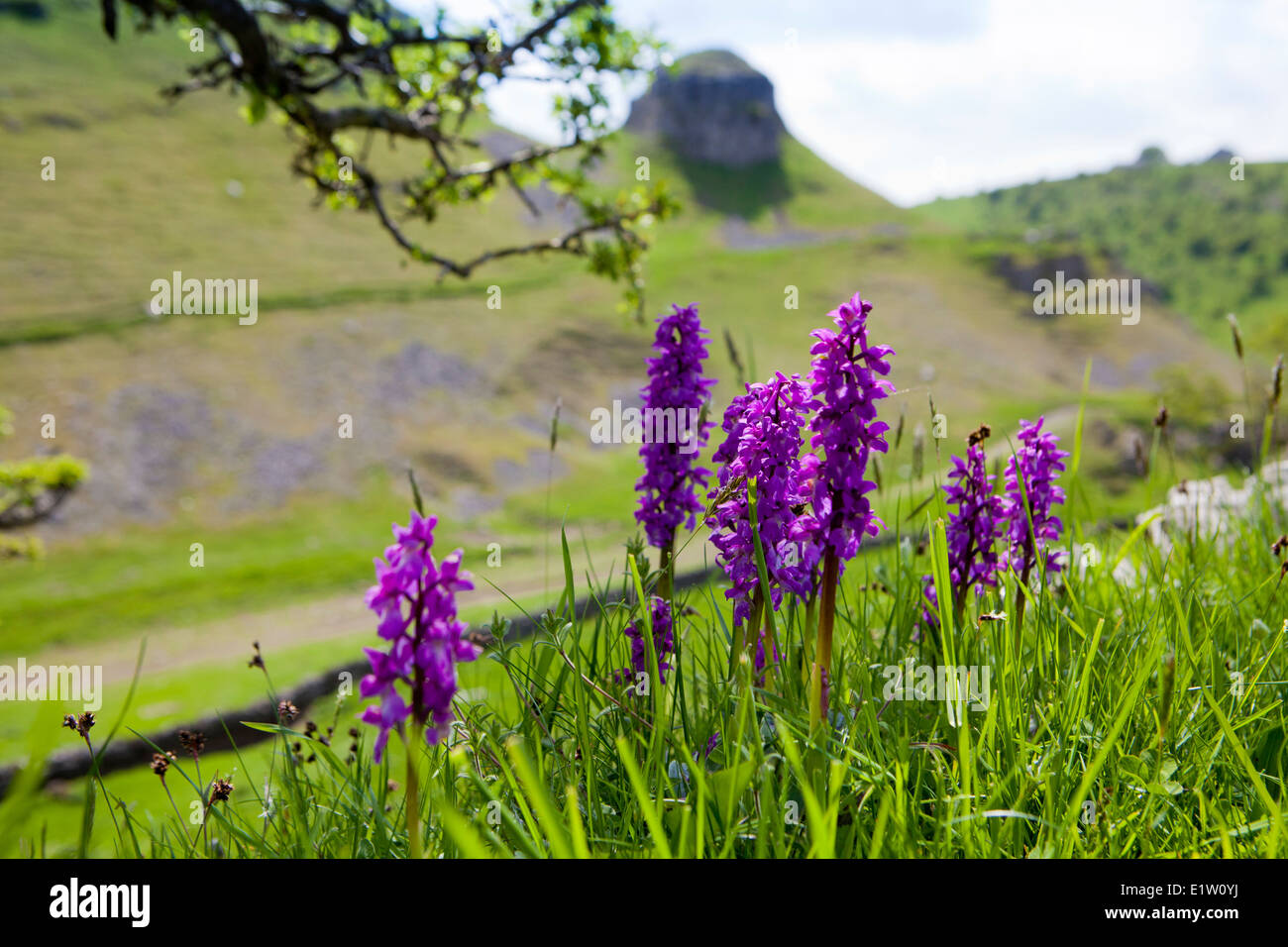 Early Purple Orchids in Cressbrook Dale, Peak District, Derbyshire, England UK Stock Photo