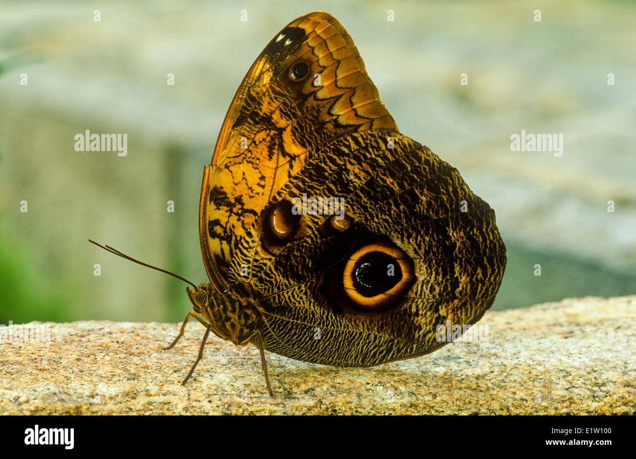 Owl Butterfly , (Caligo brasiliensis sulanus), Ventral view, E & SW Mexico to Nicaragua Stock Photo