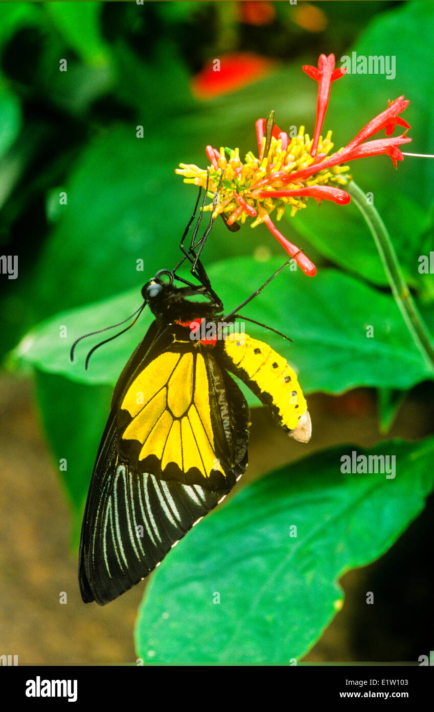 Common Birdwing Butterfly, (Troides helena), male. Ventral view, Australasia / Indomalaya ecozone (Australia). Stock Photo