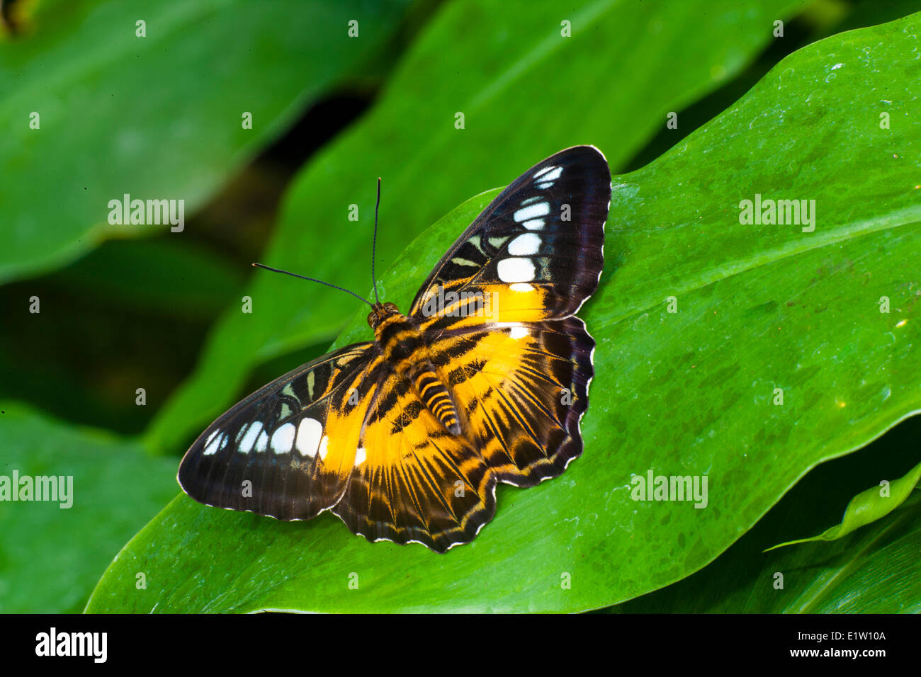 Clipper butterfly (Parthenos sylvia) Dorsal view Western Ghats Assam  Myanmar Sri Lanka Southeast Asia (Malaya Philippines New Stock Photo - Alamy