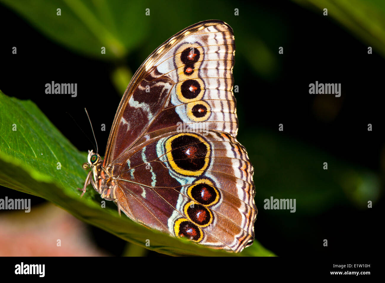 Morpho Adult Butterfly, (Morpho peleides limpida),  ventral view, Costa Rica Stock Photo
