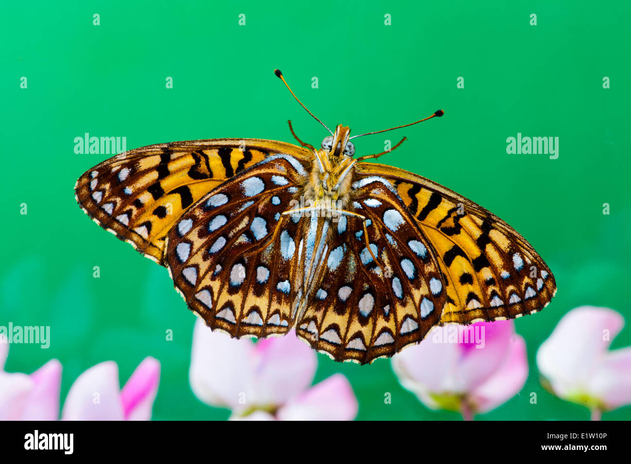 Atlantis Fritillary Butterfly, (Speyeria atlantis), Ventral View Stock Photo